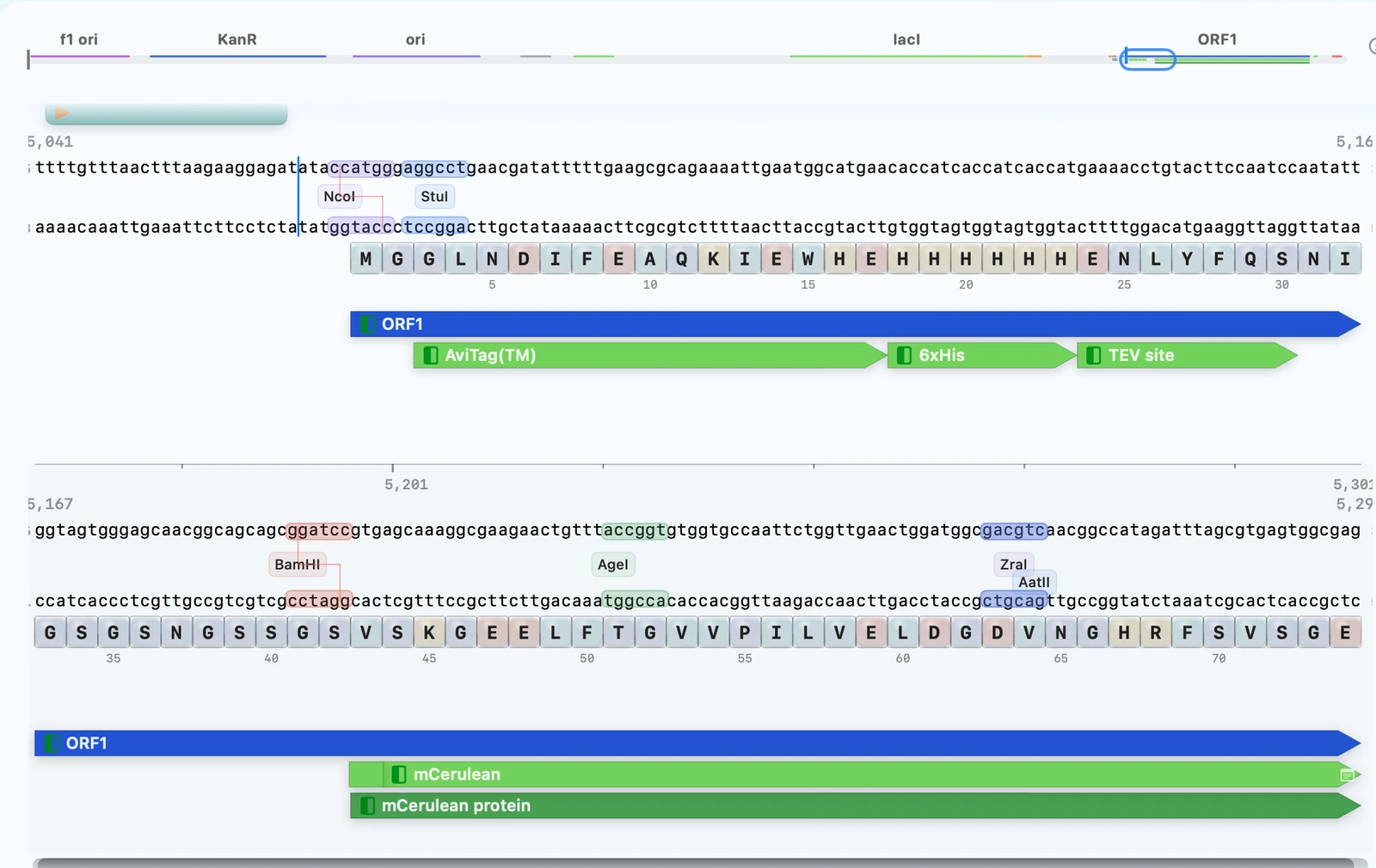 Sequence workspace showing a plasmid selection with codon and protein annotations