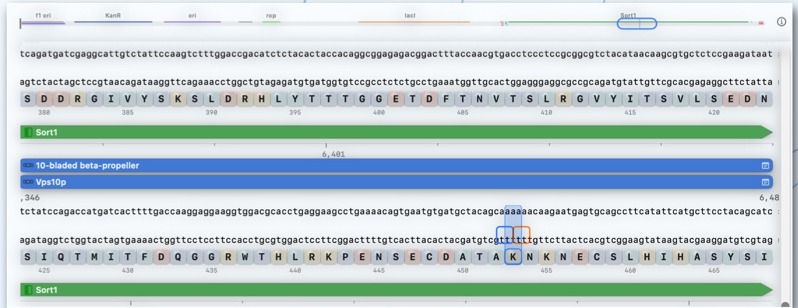 RayCrest plasmid view with linked coding sequence and amino acid track