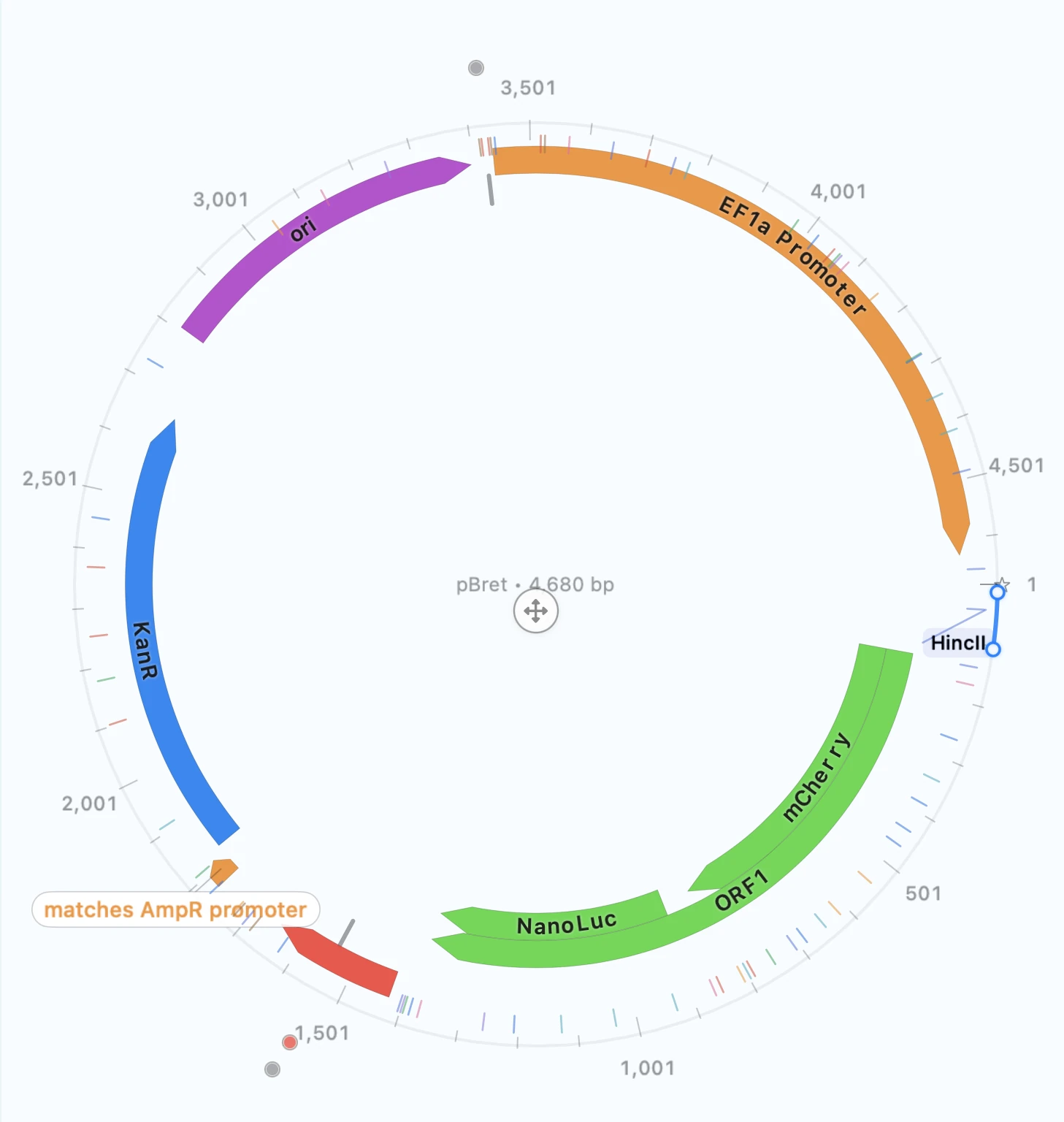 Circular plasmid map with labeled features and restriction sites