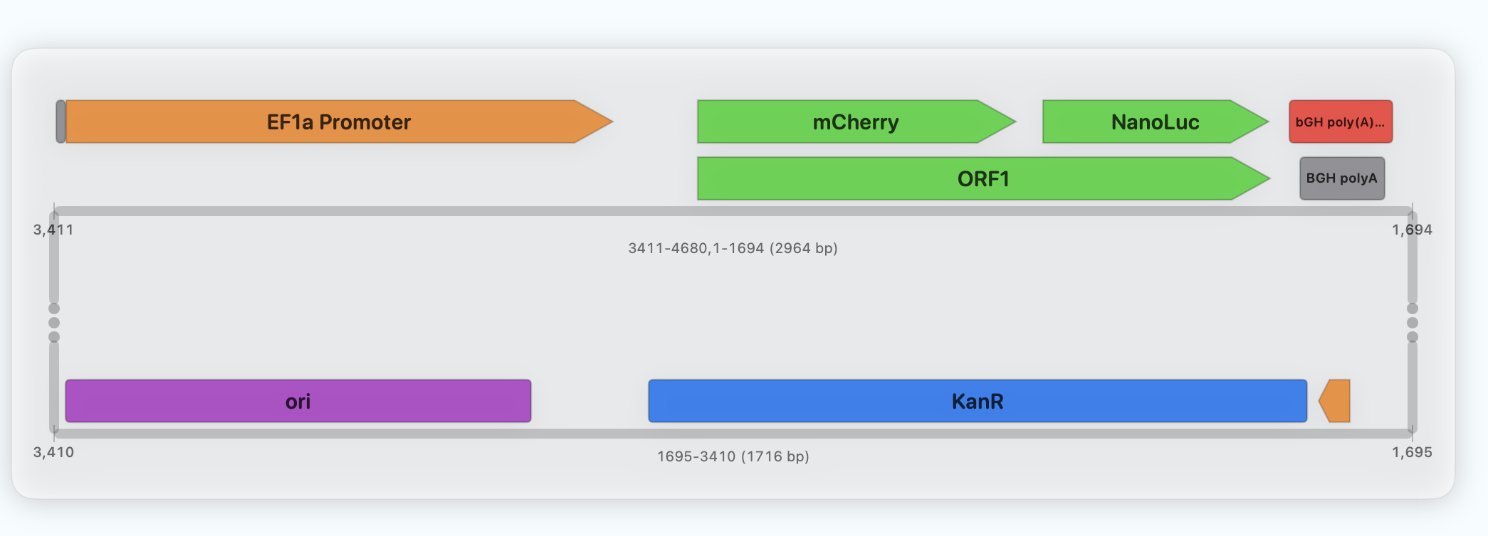 Rectangular plasmid map output highlighting selected parts