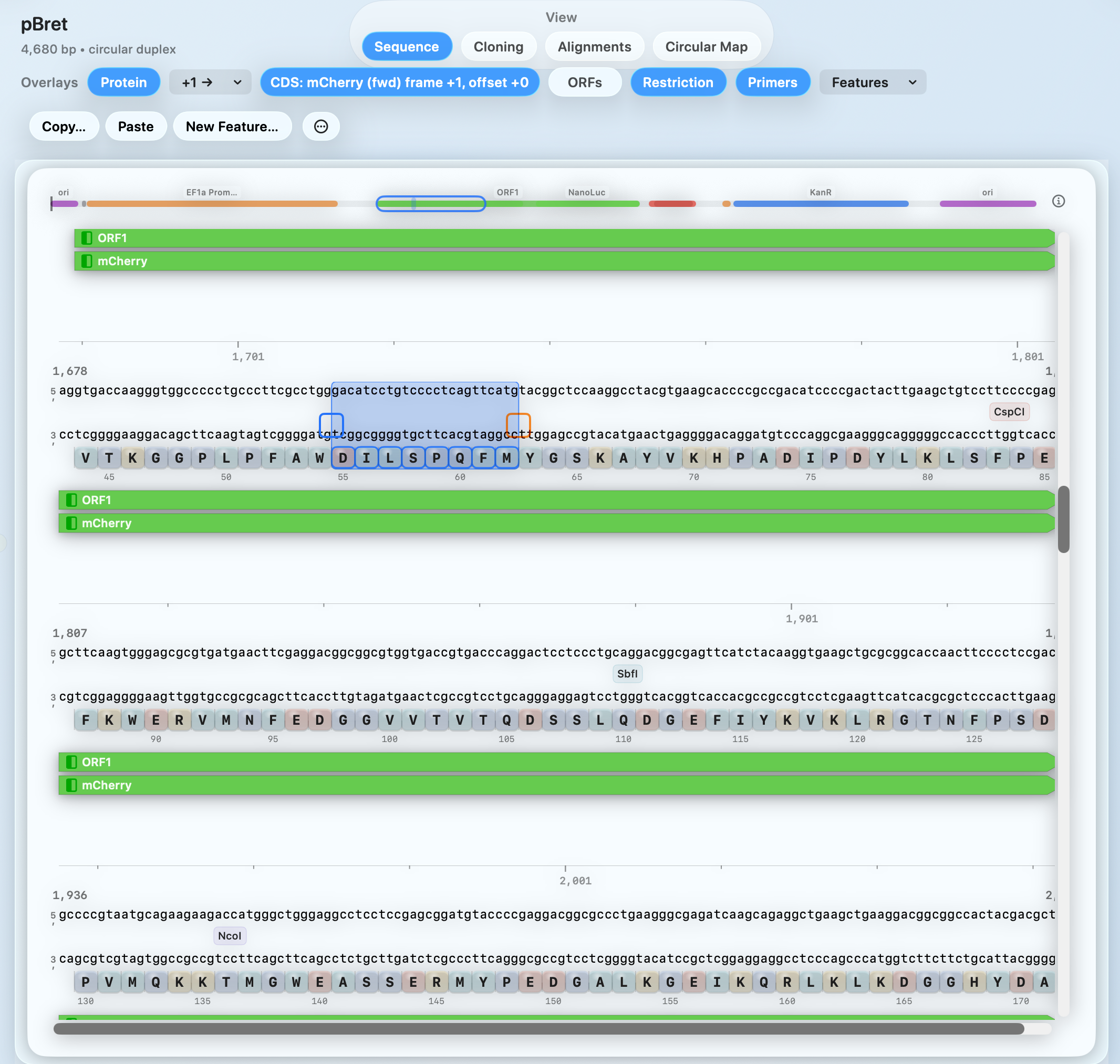 Sequence view with protein translation overlay and selection context