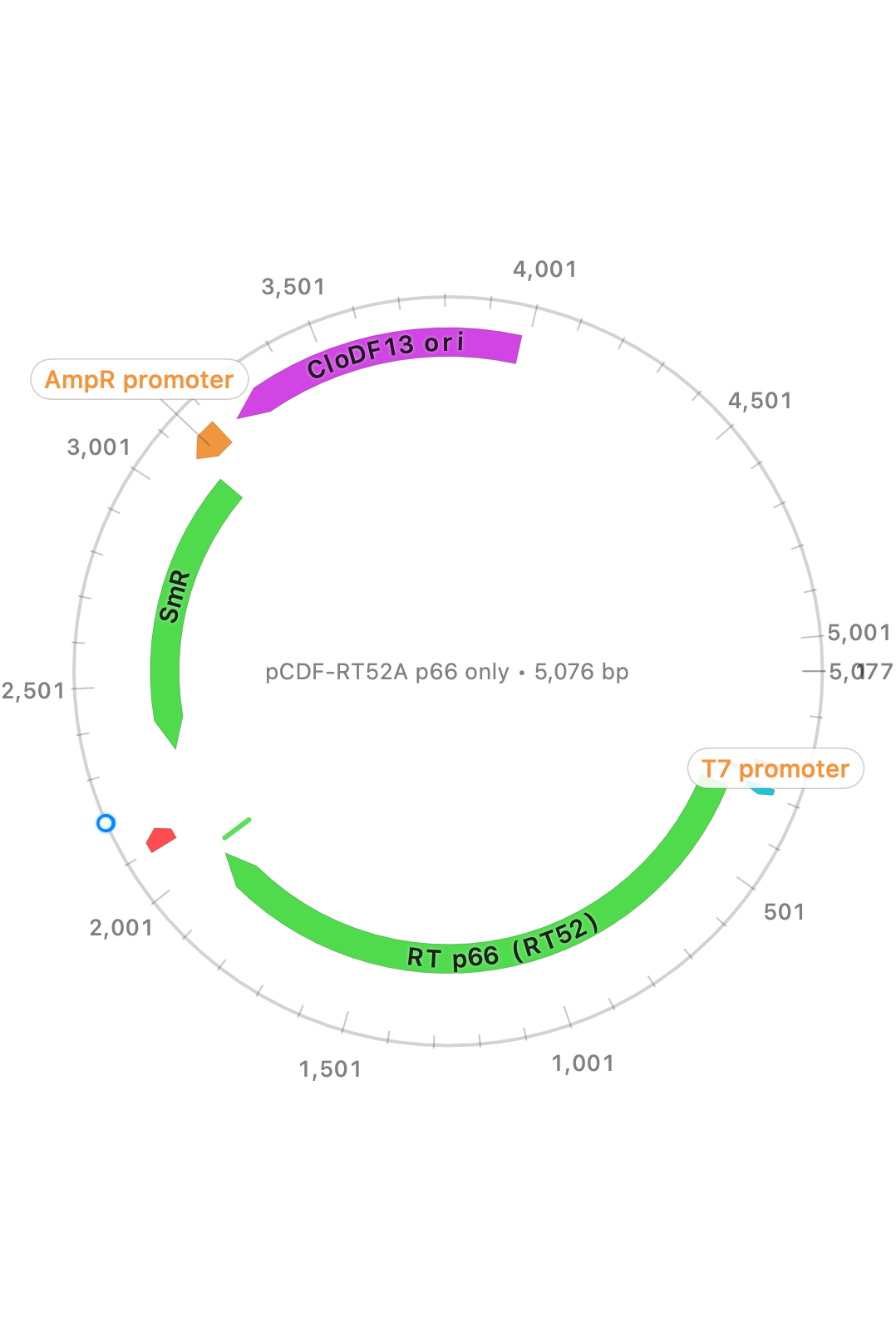 Export plasmid map figure